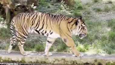 A powerful tiger close-up. The grin of a tiger. Grin tiger. Tiger profile. Tiger walking on green grass. Stock video footage. 