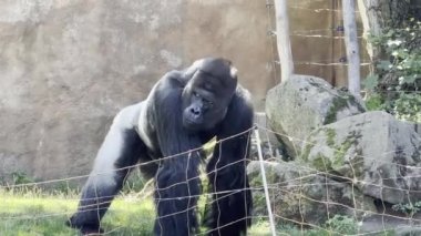 The gaze of a powerful and strong silverback gorilla. Stock video footage. Gorilla walking on the grass.