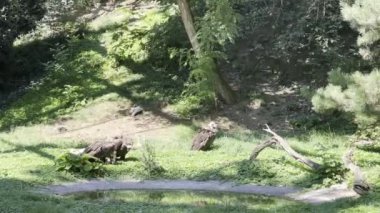 A group of vultures eating fresh meat on green grass. Stock video footage. 