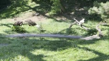 A group of vultures eating fresh meat on green grass. Stock video footage. 