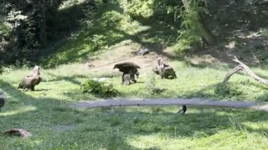 A group of vultures eating fresh meat on green grass.