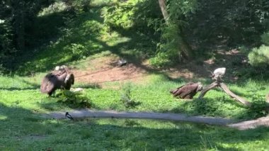 A group of vultures eating fresh meat on green grass. Stock video footage. 