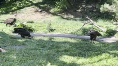A group of vultures eating fresh meat on green grass. Stock video footage. 