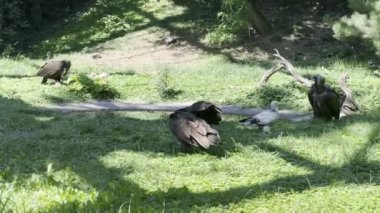 A group of vultures eating fresh meat on green grass. Stock video footage. 