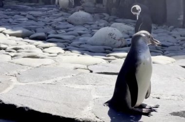 Wonderful penguins near the pond on a sunny day. Relaxing stock video footage. 