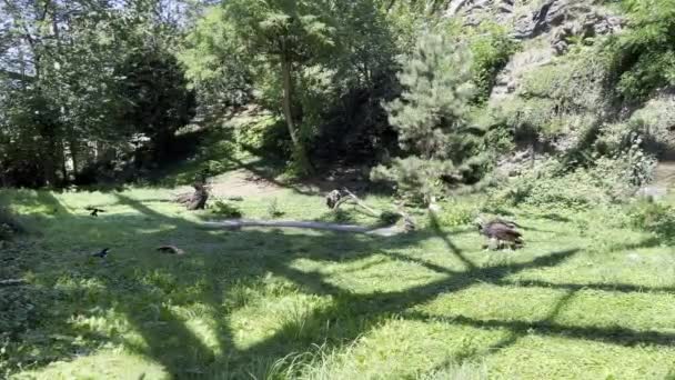 Group Vultures Eating Fresh Meat Green Grass Stock Video Footage — Vídeo de Stock