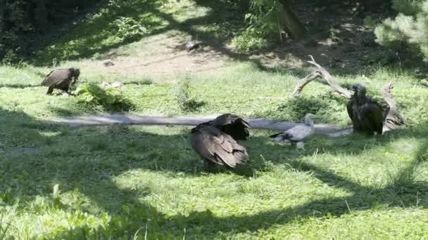 Group Vultures Eating Fresh Meat Green Grass Stock Video Footage — Stockvideo