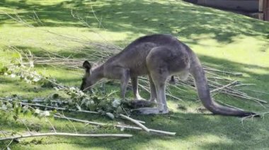 Kangaroo on the grass eats a fresh branch. Relaxing stock video footage. 