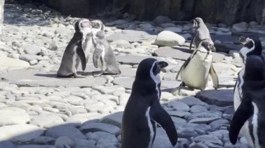 Wonderful penguins near the pond on a sunny day. Relaxing stock video footage. 