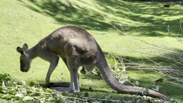 Kangaroo Grass Eats Fresh Branch Relaxing Stock Video Footage — Stock video