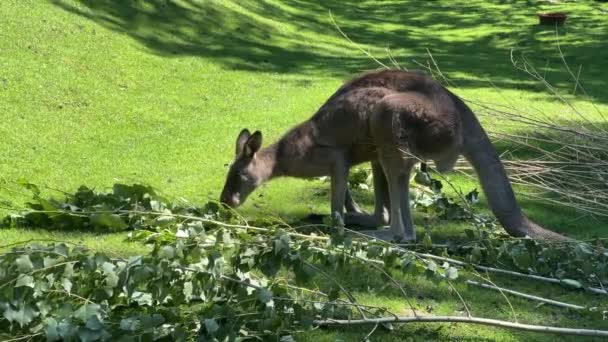 Kangaroo Grass Eats Fresh Branch Relaxing Stock Video Footage — Stock videók