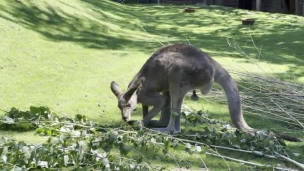 Kangaroo Grass Eats Fresh Branch Relaxing Stock Video Footage — Vídeo de Stock