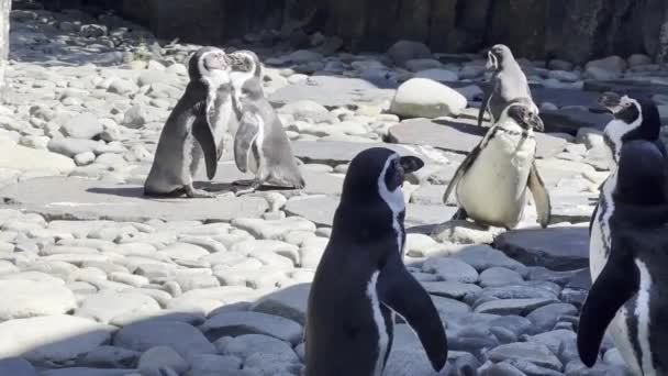 Wonderful Penguins Pond Sunny Day Relaxing Stock Video Footage — 图库视频影像