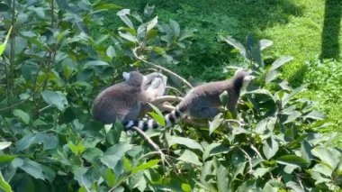 Amazingly beautiful and cute lemurs. 