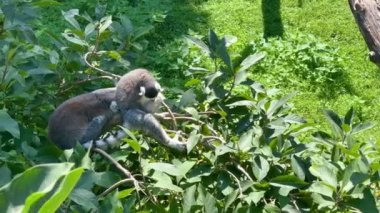 Funny ring-tailed lemurs. Stock video clip. 4K