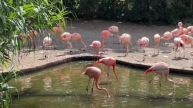Wonderful and magical beautiful pink flamingos. Beautiful flamingos by the pond on a sunny day. Relaxing stock video footage. 