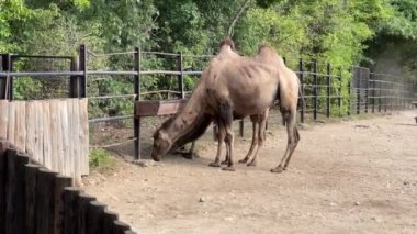Group of camels in the park. Relaxing stock video footage. 