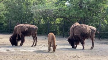 American bison. Powerful and fast. Relaxing stock video footage. 