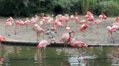 Wonderful and magical beautiful pink flamingos. Beautiful flamingos by the pond on a sunny day. Relaxing stock video footage.