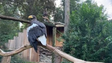 Powerful and beautiful Eagle guards its territory. Steller's sea-eagle. The heaviest eagle in the world. Stock video footage. 