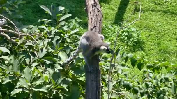 Amazingly Beautiful Cute Lemurs Funny Ring Tailed Lemurs — 图库视频影像