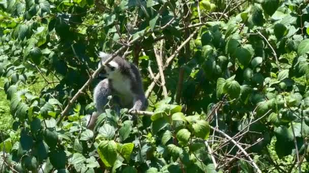 Amazingly Beautiful Cute Lemurs — Αρχείο Βίντεο