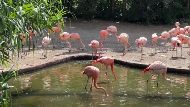 Чудесные Волшебные Красивые Розовые Фламинго Красивые Фламинго Пруда Солнечный День — стоковое видео