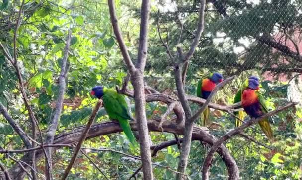 Parrots Sit Branches Have Fun Relaxing Stock Video Footage Rainbow — Video