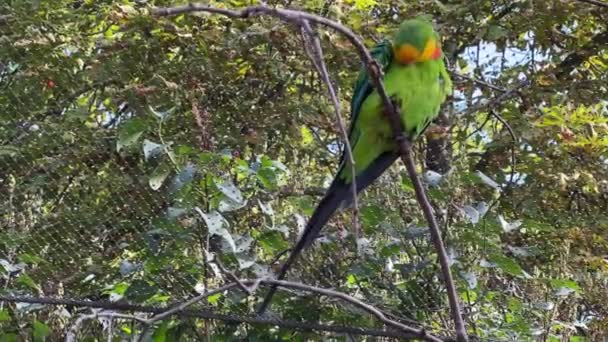 Parrots sit on branches and have fun. Relaxing stock video footage. 