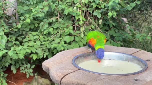 Rainbow Lorikeet Very Beautiful Parrot Eats Looks World Animals Relaxing — Vídeo de stock