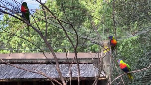 Rainbow Lorikeet Parrots Sit Branches Have Fun Relaxing Stock Video — Stockvideo