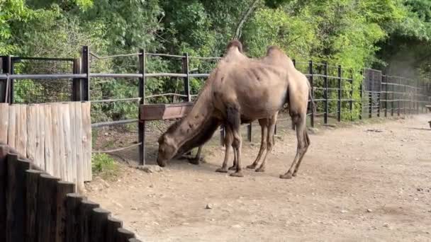 Group Camels Park Relaxing Stock Video Footage — Stock Video
