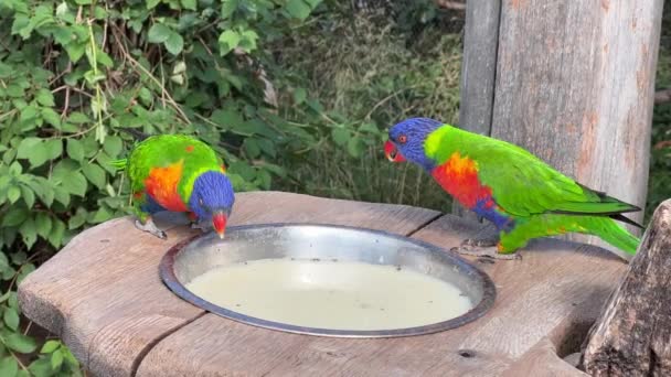 Rainbow Lorikeet Two Rainbow Lorikeets Video Very Beautiful Parrots Eat — Stockvideo