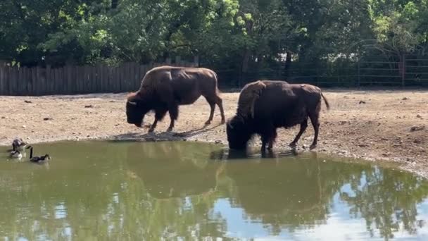 American Bison Powerful Fast Relaxing Stock Video Footage — Wideo stockowe