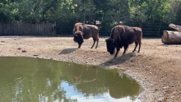 American Bison Powerful Fast Relaxing Stock Video Footage — Stock video