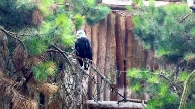 Bald eagle sits and watches.