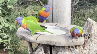Very beautiful parrots eat and enjoy. The Rainbow Lorikeet. Relaxing stock video footage. 