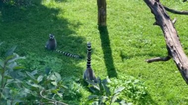 Amazingly beautiful and cute lemurs. Lemurs play on the grass. Lemurs eat and watch. Relaxation video. Lemur with raised tail. The world of animals. Relaxing stock video footage. 