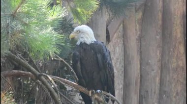 Bald eagle sits and watches.