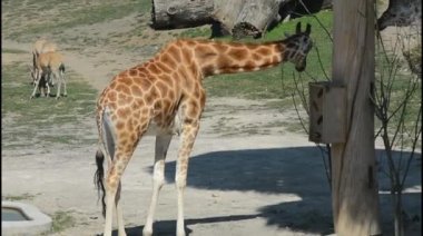 Giraffe almost always stands and sleeps very little.
