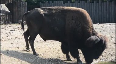 American bison. Powerful and fast.