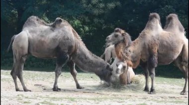 Group of camels in the park