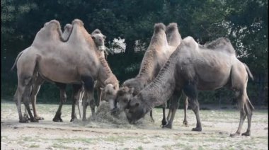 Group of camels in the park