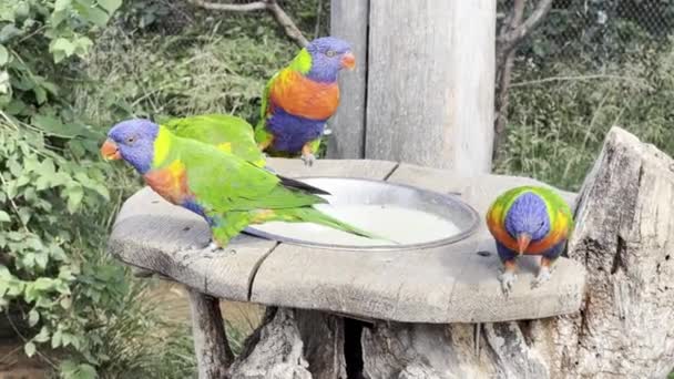 Very Beautiful Parrots Eat Enjoy Rainbow Lorikeet Relaxing Stock Video — Video Stock