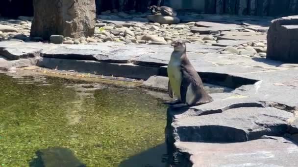 Wonderful Penguins Pond Sunny Day — Stock video