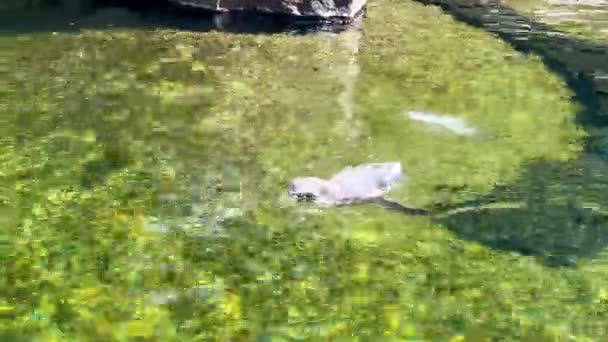 Penguin Swims Luxurious Water Sunny Day Wonderful Penguins Pond Sunny — Vídeos de Stock