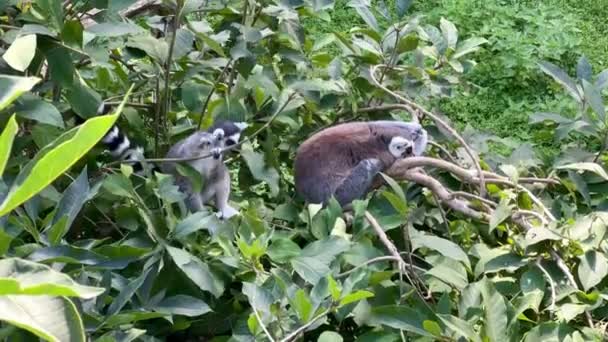 Amazingly Beautiful Cute Lemurs — Stock Video