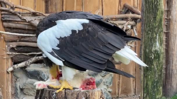 Powerful Eagle Eats Fresh Meat Beautiful Eagle Rips Open Decapitated — стоковое видео