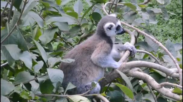 Amazingly Beautiful Cute Lemurs — Stock Video
