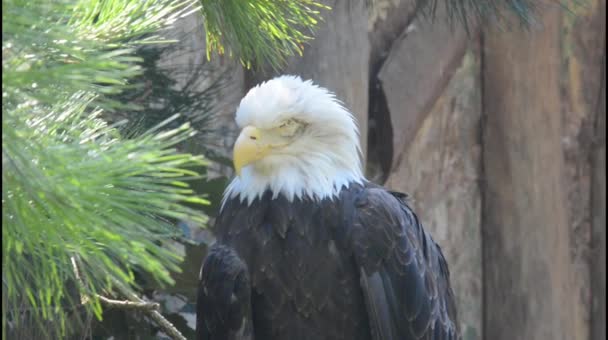 Bald Eagle Sits Watches Powerful Beautiful Eagle Close Eagle Gaze — Vídeos de Stock